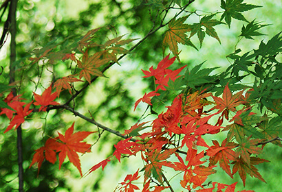紅葉