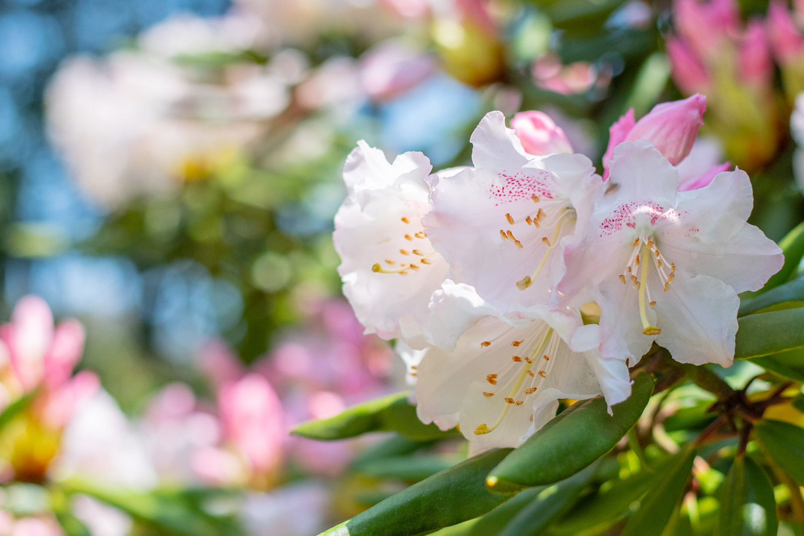Spring