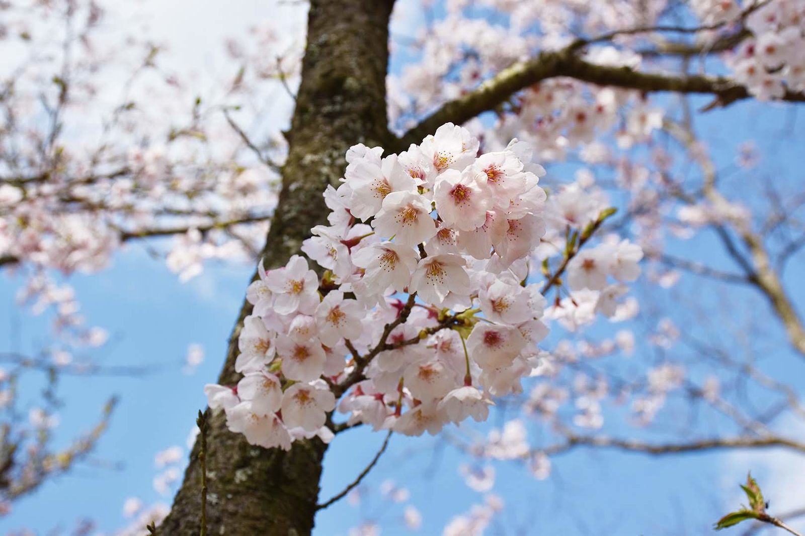 Spring